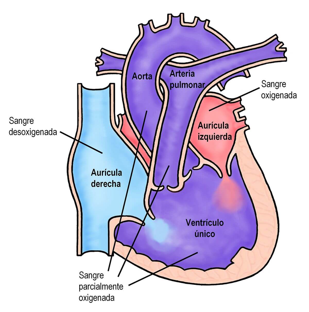 Fisiologia-VU