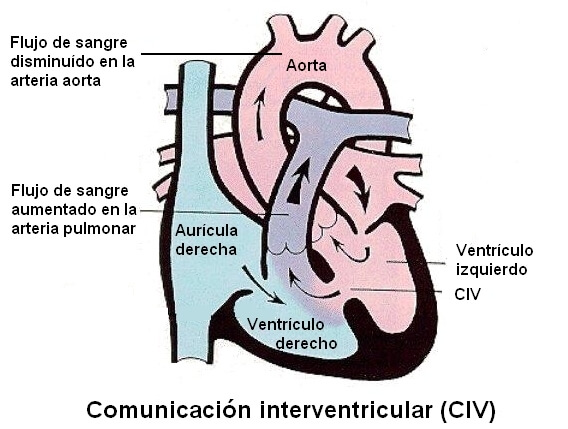 Fisiologia-CIV