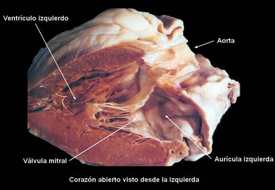 anatomia-cardiaca-ventriculo-izquierdo.jpg